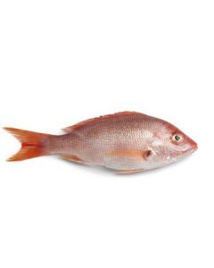 Frozen Whole Hamra (Red Snapper) 3kg UP 1 X  Piece 