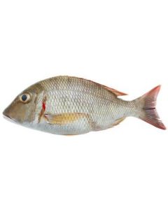 Frozen Whole Nagroor (White Snapper) 1kg UP   