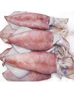 Frozen Squid Whole   