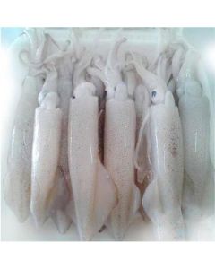 Frozen Squid Whole - Assorted Sizes   