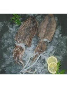 IQF Frozen Cuttlefish Whole   