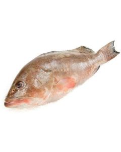 Frozen Hamour Fish Whole (Big Size) - India 1 X  Piece 