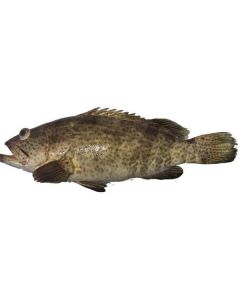 Frozen Hamour Fish Whole (Big Size) - Pakistan 1 X  Piece 