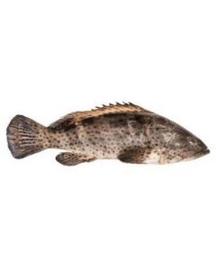 Frozen Hamour Fish Whole IQF 5-7 kg Per Piece   