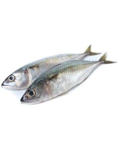 Frozen Indian Mackerel Fish Whole 10-12 (KSA)   