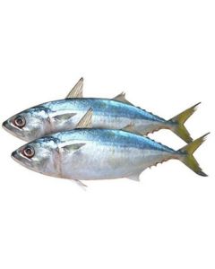 Frozen Indian Mackerel Fish Whole 10-12 (India)   