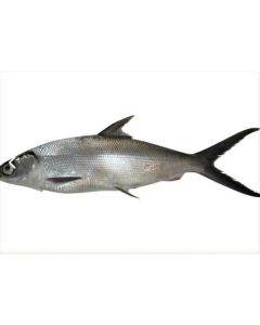 Frozen Milkfish Whole 500-800   