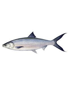 Frozen Milkfish Whole 800-1000   