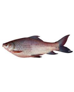 Frozen Whole Rohu Fish 800 gm (Myanmar)   