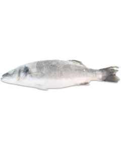 Frozen Whole Seabass Fish 700-800   