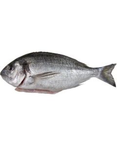 Frozen Whole Seabream Fish 400-600   