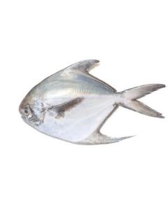 Frozen Silver Pomfret Zubaidy 400-500 (India)   