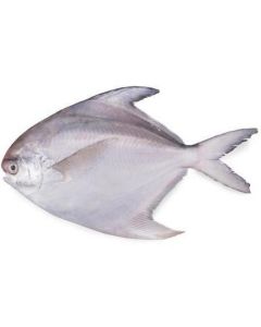 Frozen Silver Pomfret Zubaidy 400-500 (Pakistan)   