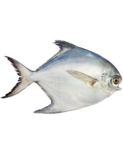 Frozen Silver Pomfret Zubaidy 200-300 (India)   